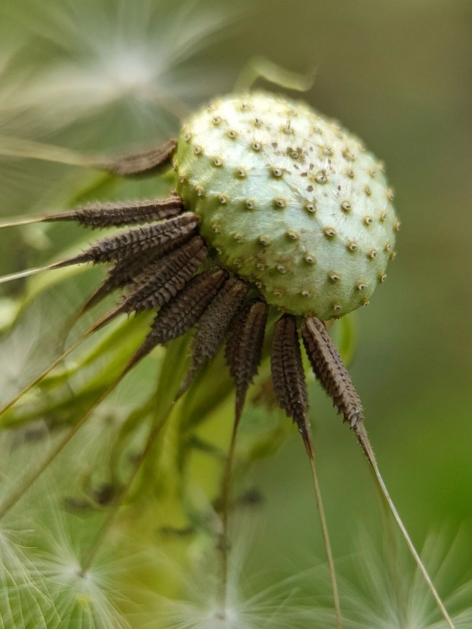 蒲公英高清实物参考图