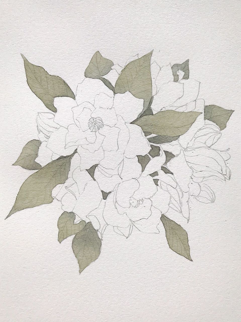 栀子花,水彩过程(有线稿) 清新淡雅的栀子花 颜料,佩玛地貌盘 纸,获多