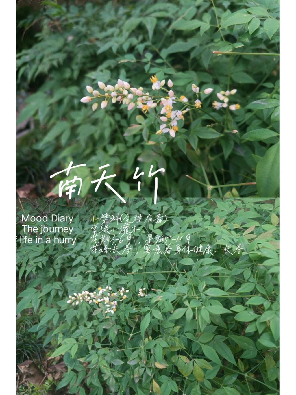 植物小科普～南天竹 别名:南天竺,红杷子,天烛子,红枸子 科     :壁科