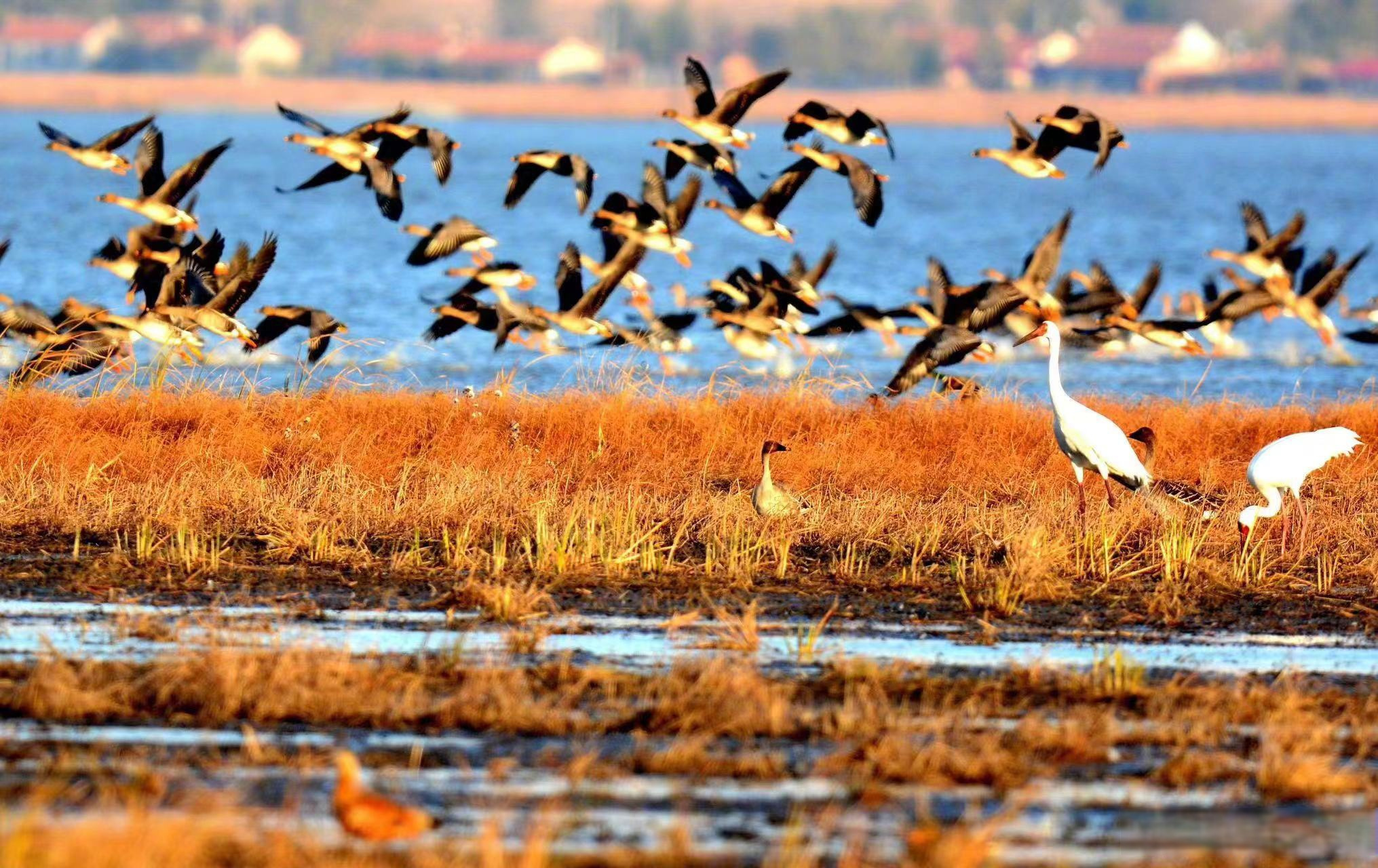 卧龙湖:平湖春晓苍鹭飞】从沈阳驱车不到两小时,便能走进康平卧龙 