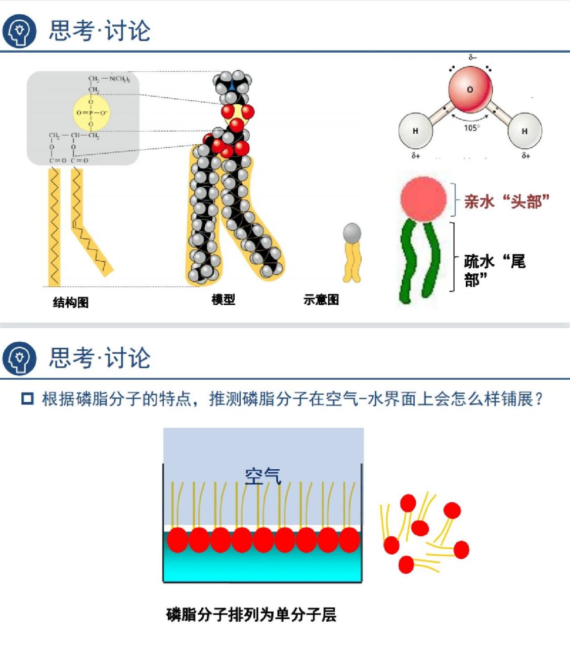 生物必修一——细胞膜的结构与功能(上) 磷脂分子在水中能自发地形成
