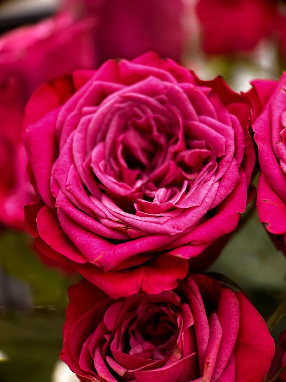 苏珊玫瑰 紫红色的苏珊玫瑰,购置于 品质吵架好,头也是真的铁 花瓣