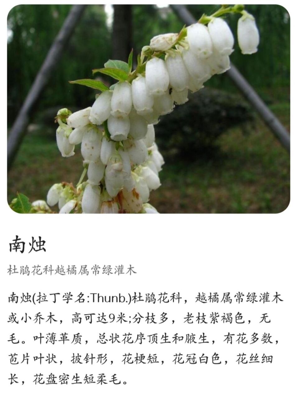 南烛长于秋石之上