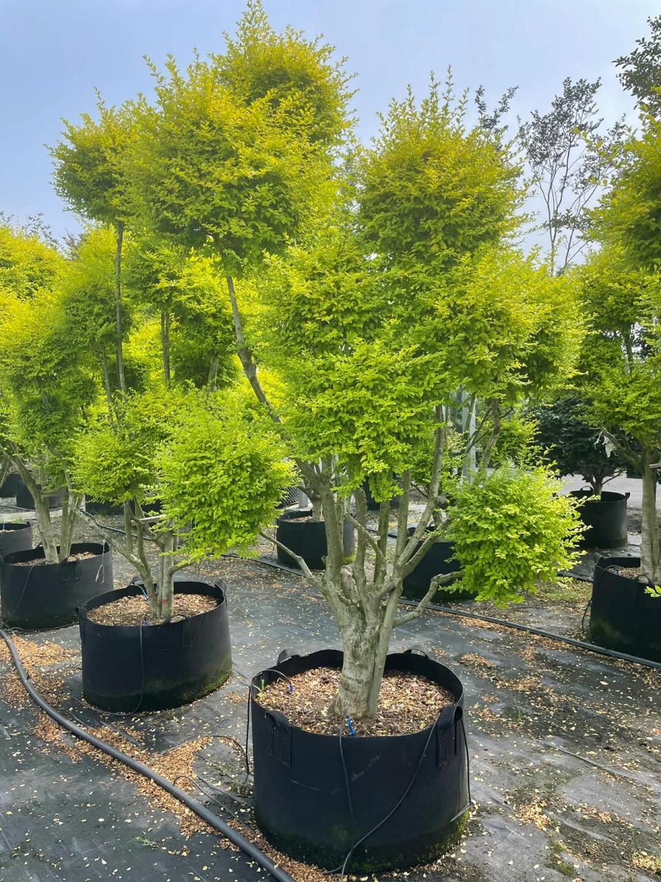 小叶女贞柠檬之光 小叶女贞柠檬之光