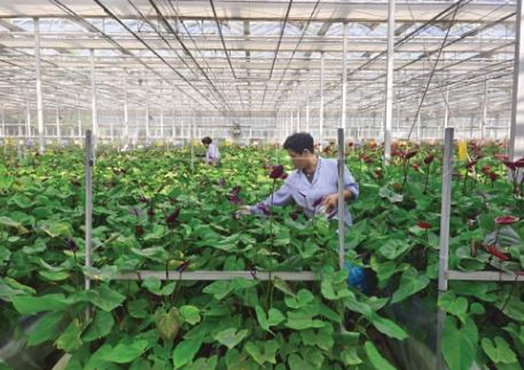 近日,在位于河南鄢陵县马坊镇的建业绿色基地智能联栋温室内,工作人员