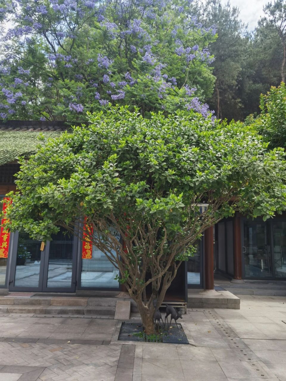 最大栀子花树,静等花开!