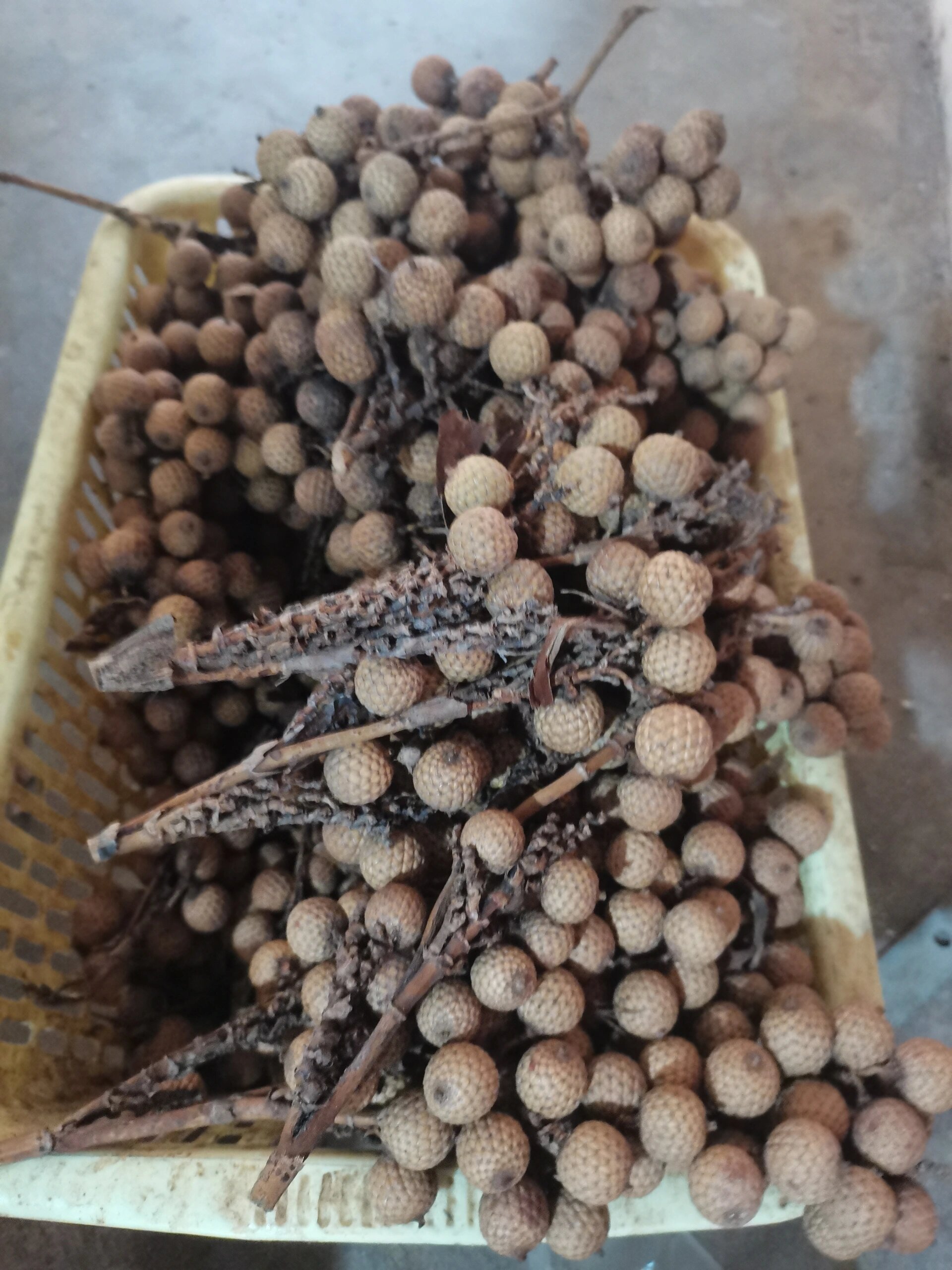 星月菩提原料原果 海南料星月菩提原料原果红藤果