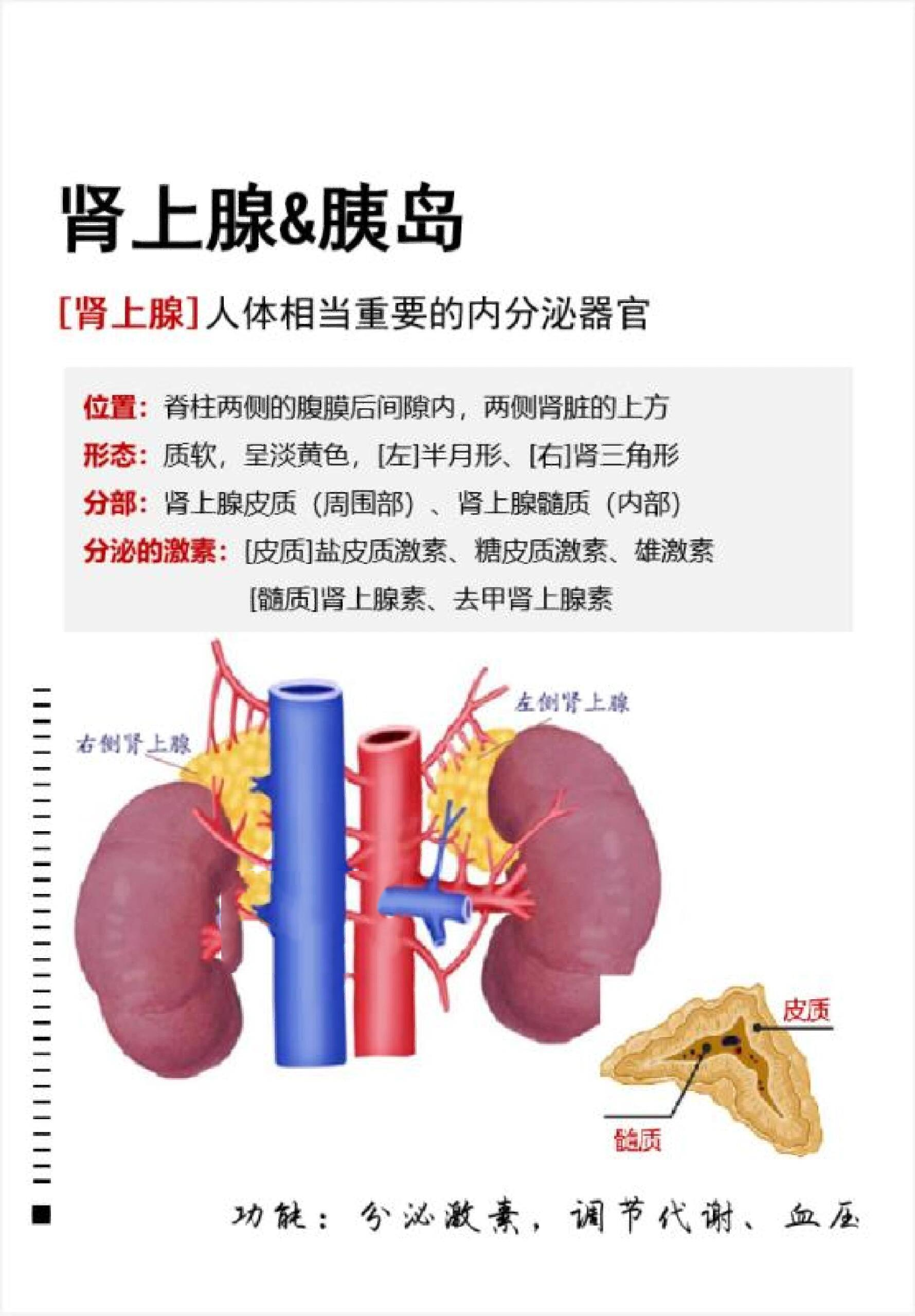 肾间隙图片