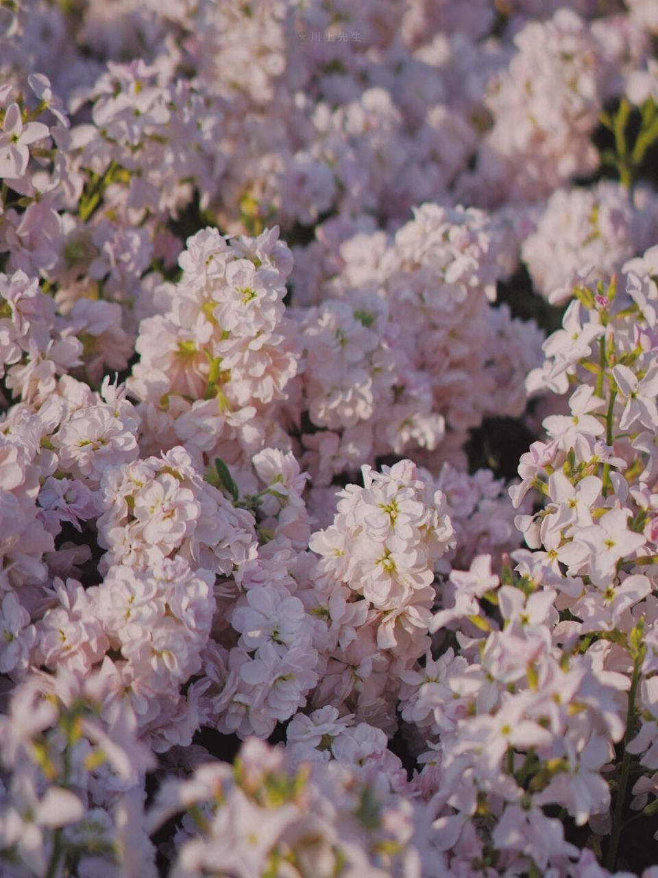 晴天的紫罗兰花海像有星星78 今天也是很想春游的一天01 #花