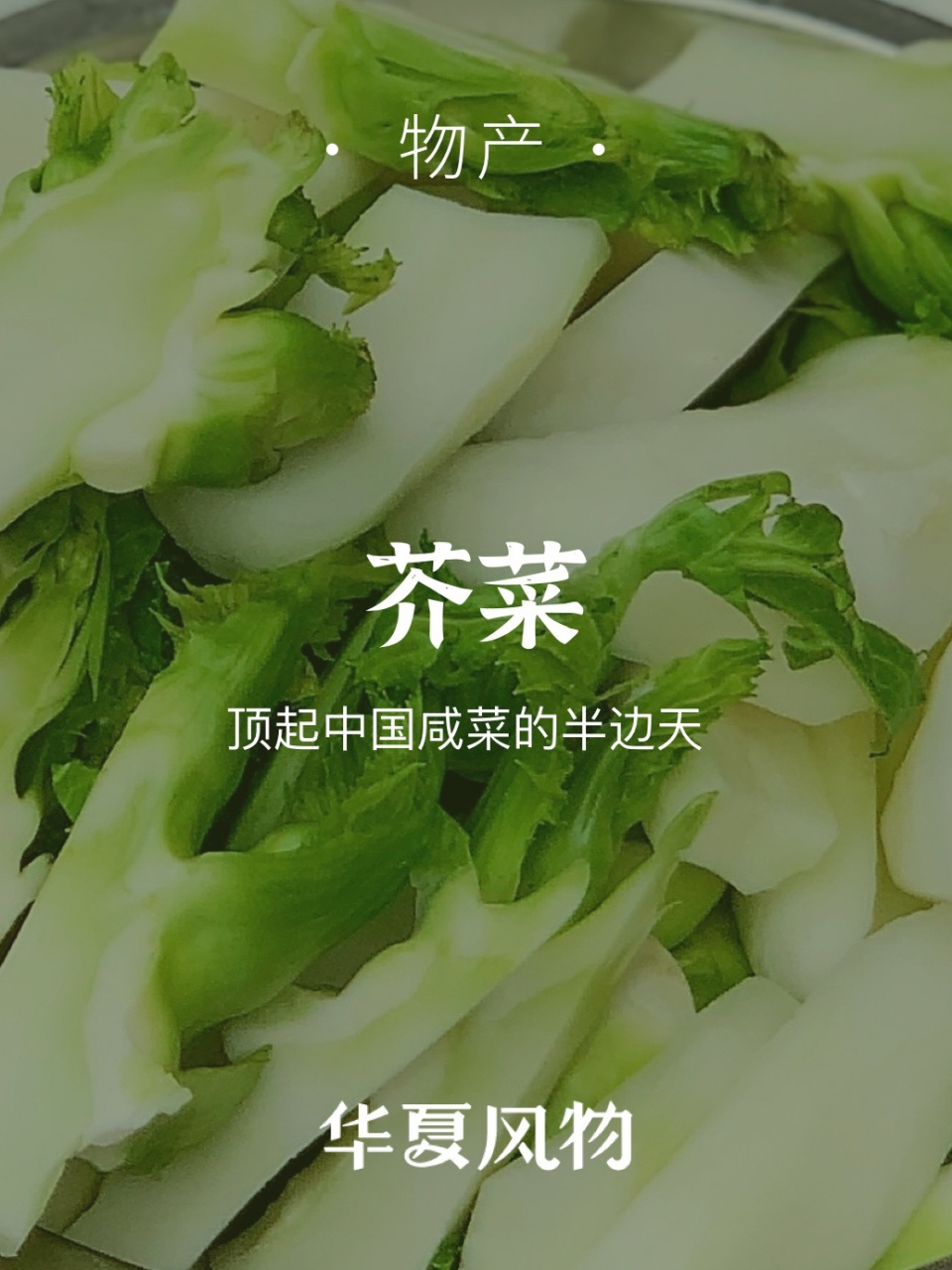 你一定不知道芥菜有多少种吃法7515 香香脆脆的榨菜是陪伴了不少