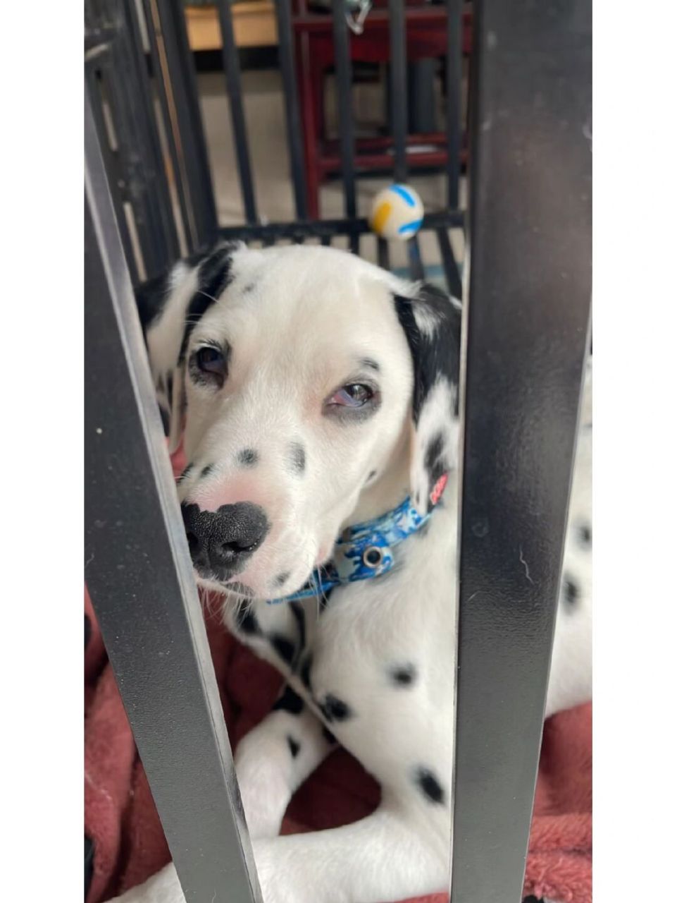 小狗结膜炎,滴点眼药水就好了 小狗结膜炎,用点药就好,上午有病用药