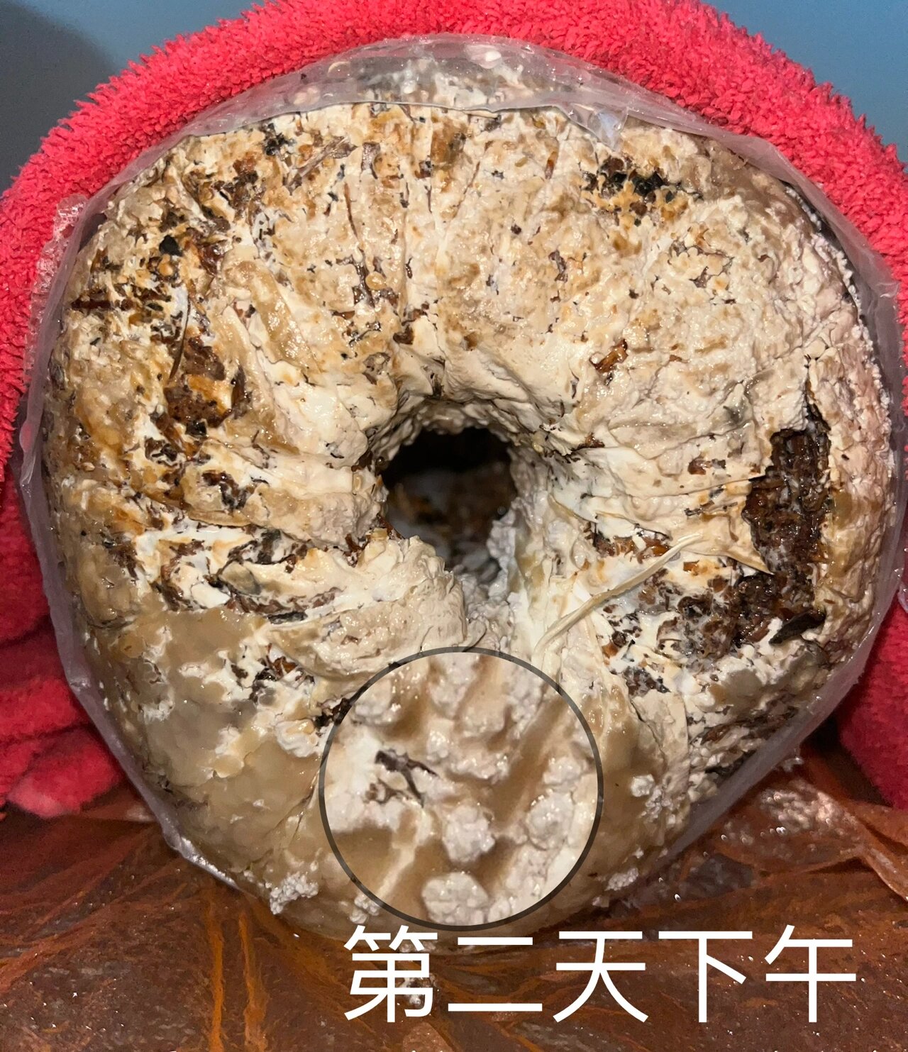 平菇的生长历程记录 真的很迅猛