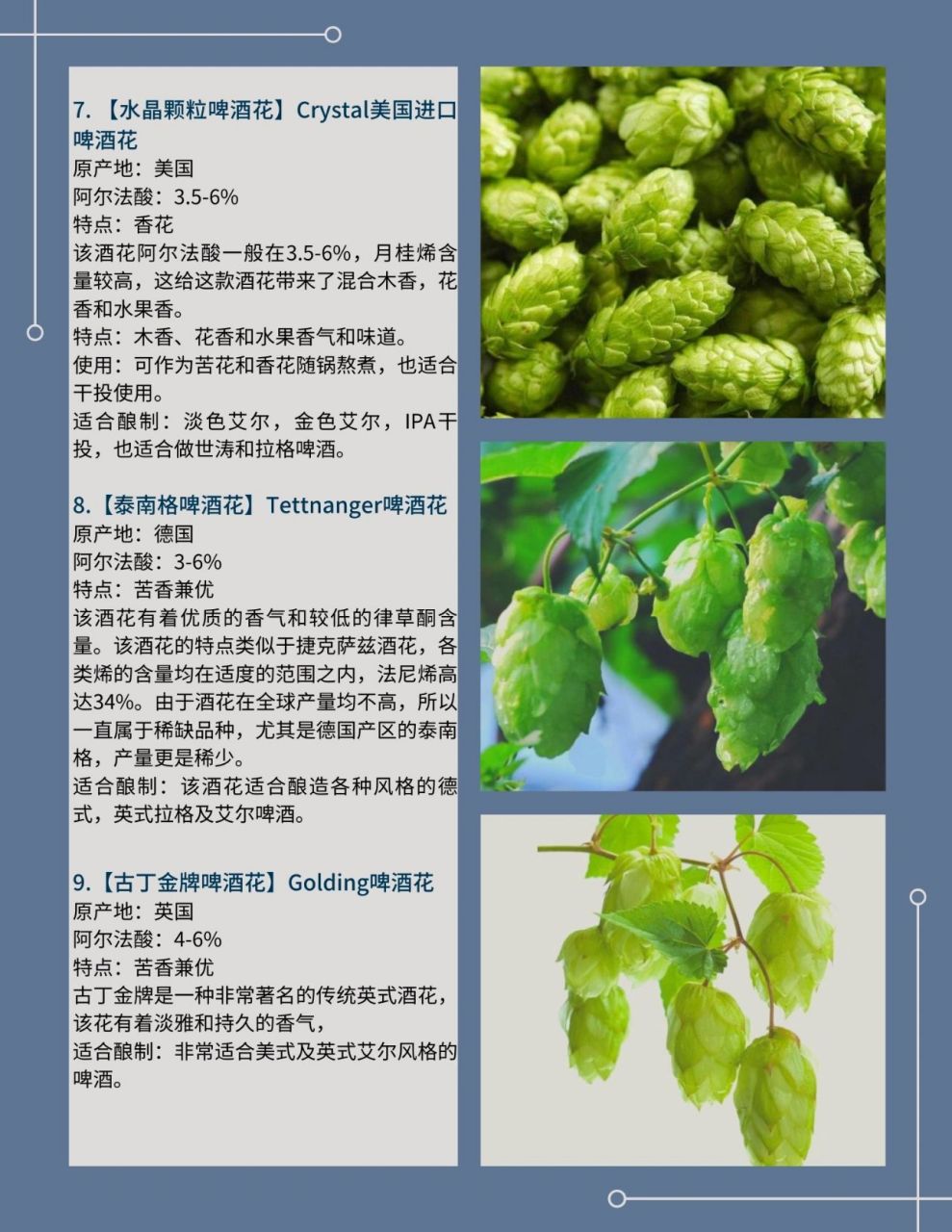 常识 啤酒花(也叫蛇麻)是酿造啤酒的4大基本原料之一(其他原料是麦芽