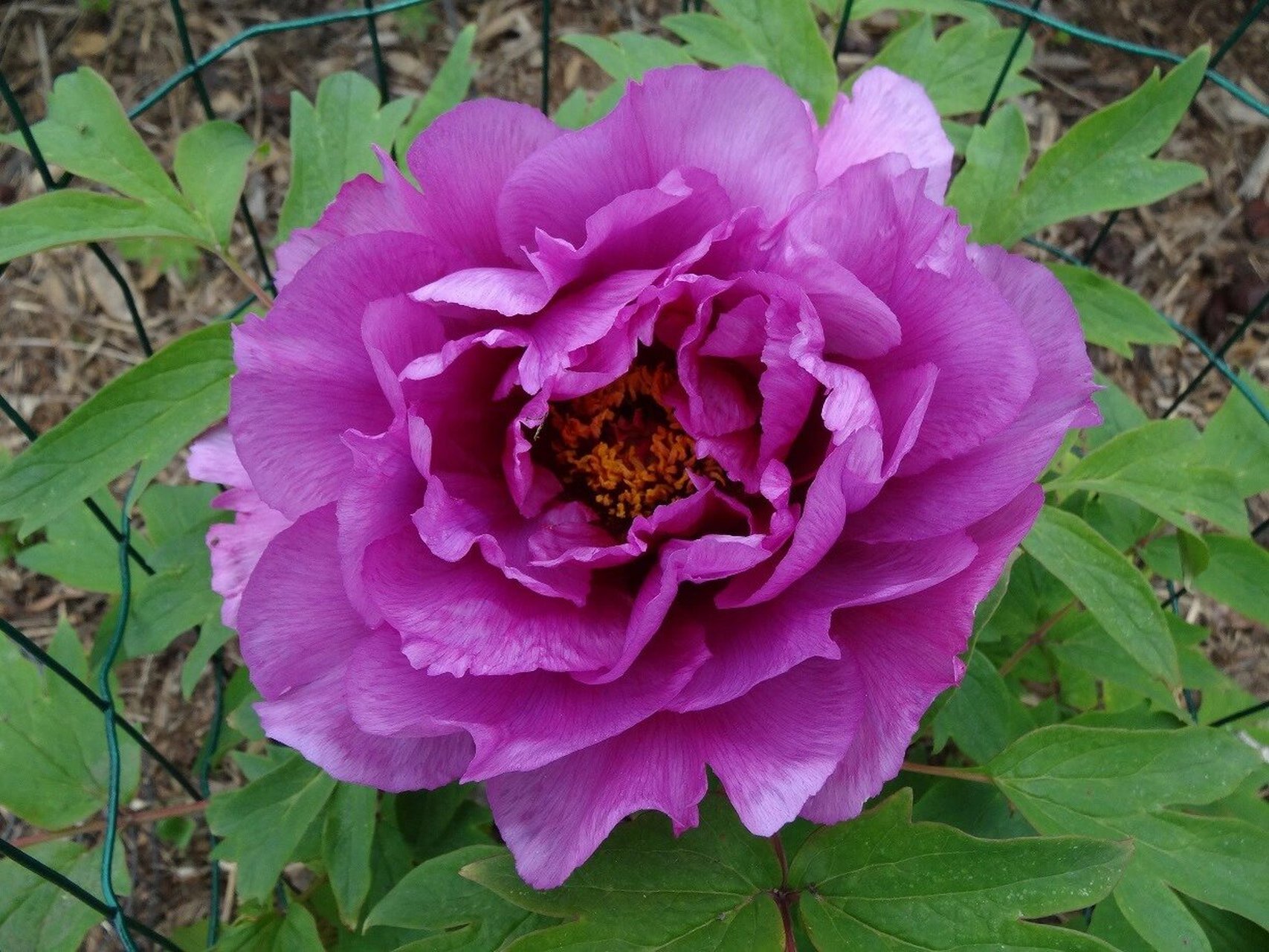 巨大花,很香的牡丹"帝冠"imperial crown