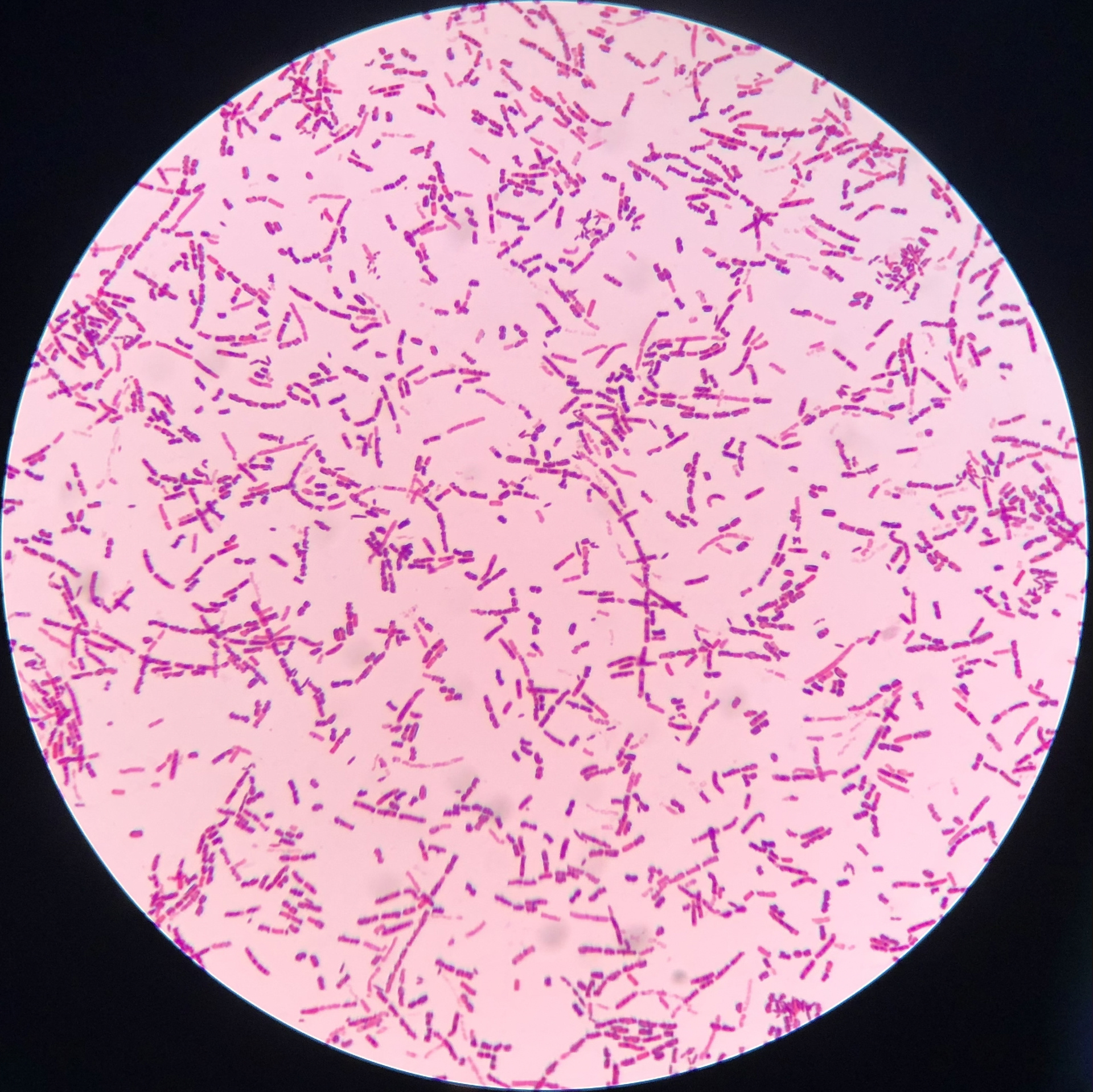 枯草芽孢杆菌(密恐慎入