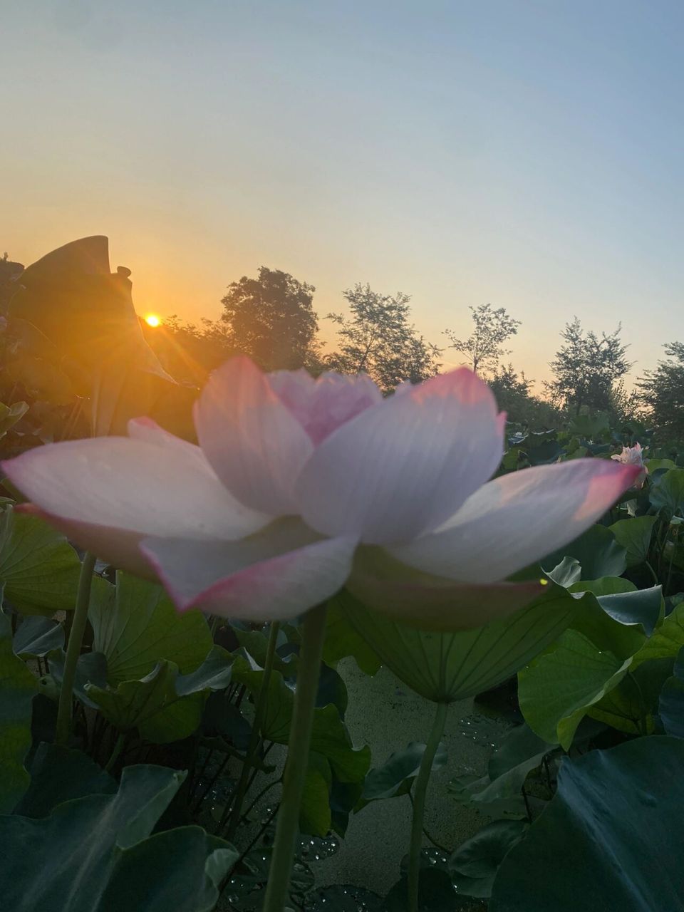 阳光照射荷花图片图片