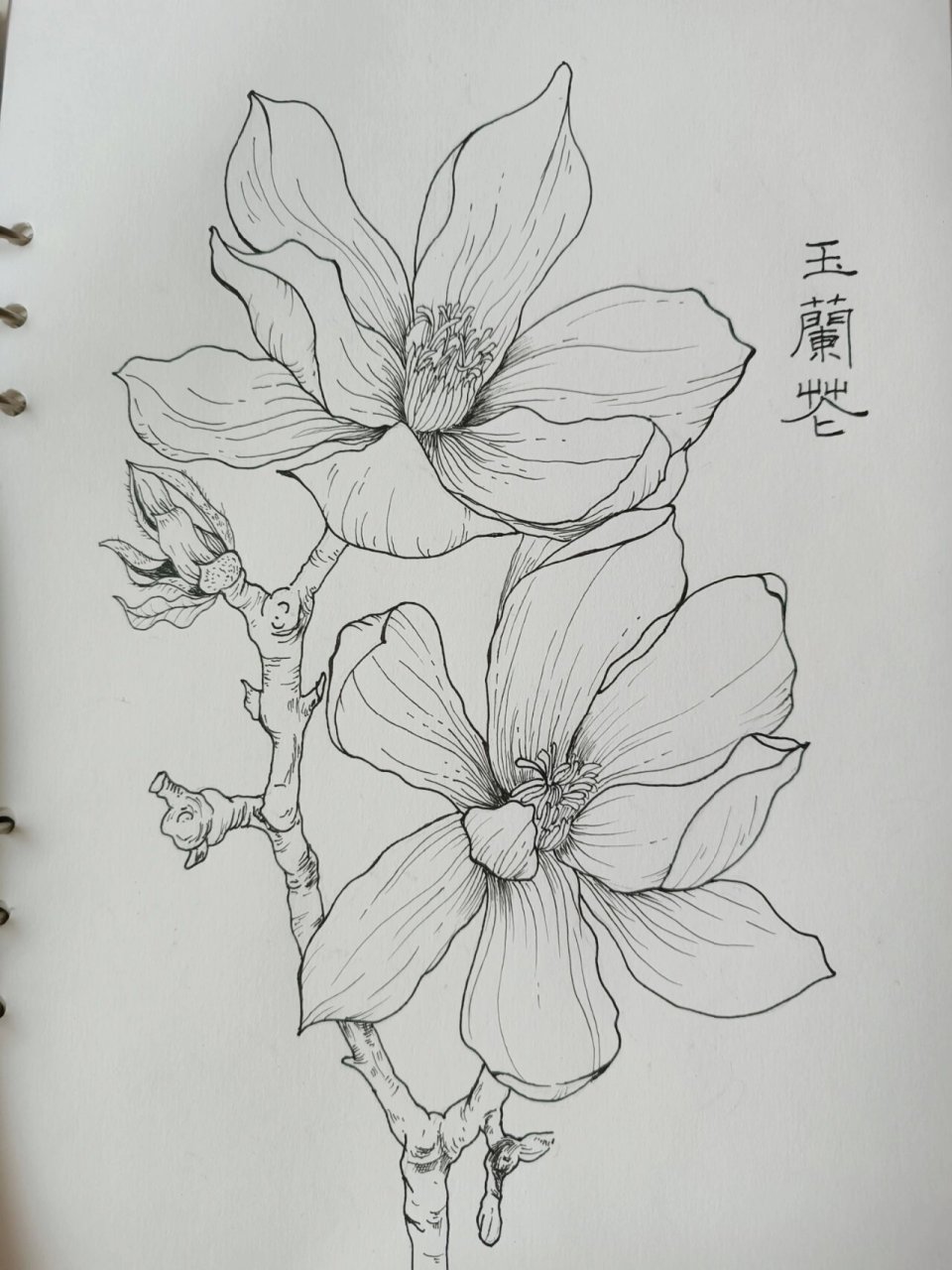 植物线描黑白灰图片