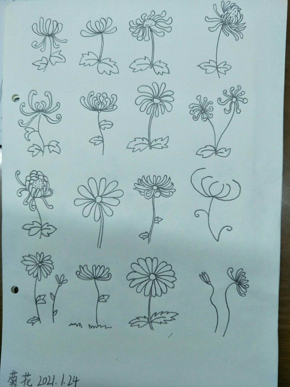 简笔画菊花,坚持打卡 #绘画