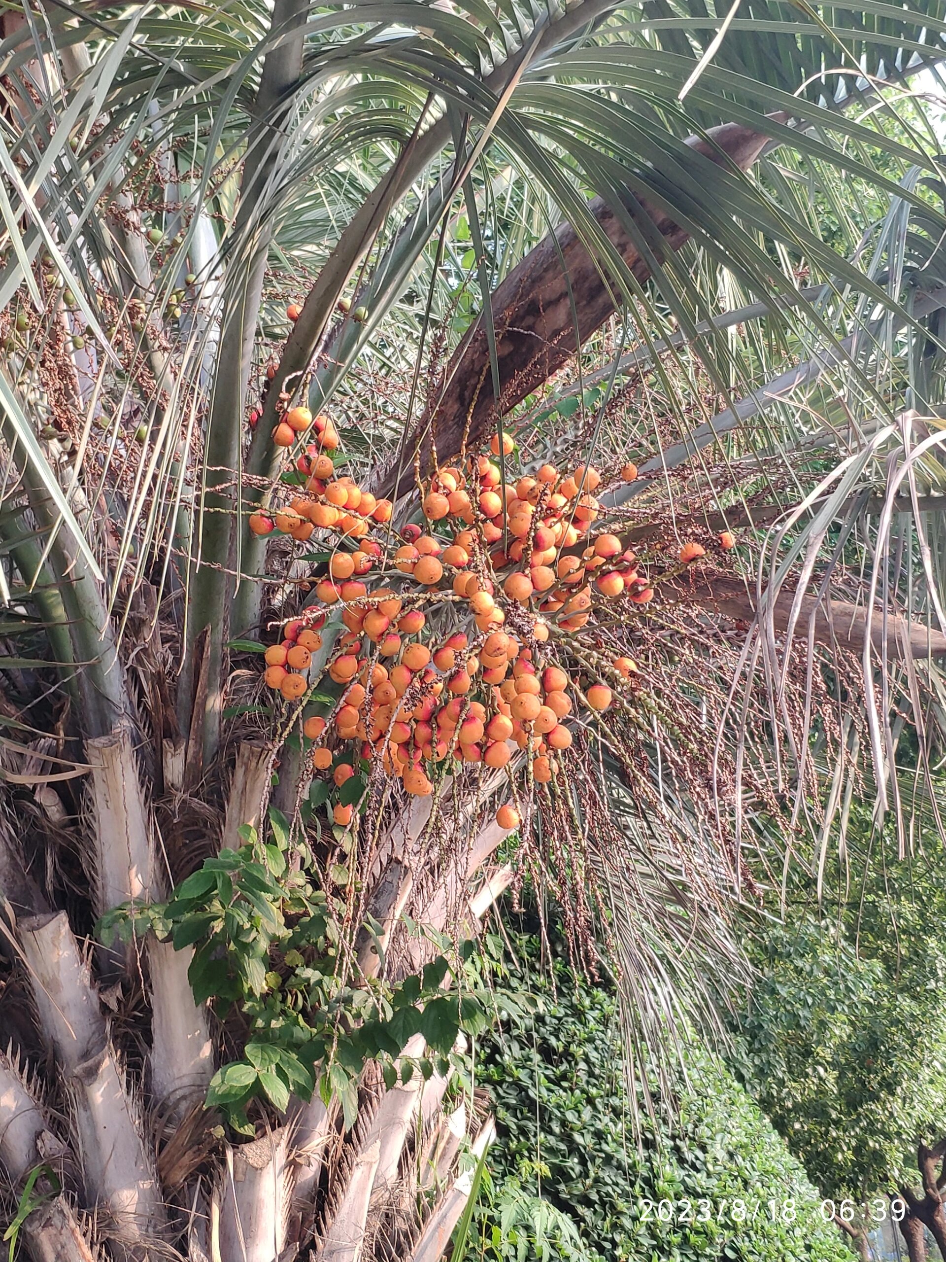 棕榈果成熟季节图片