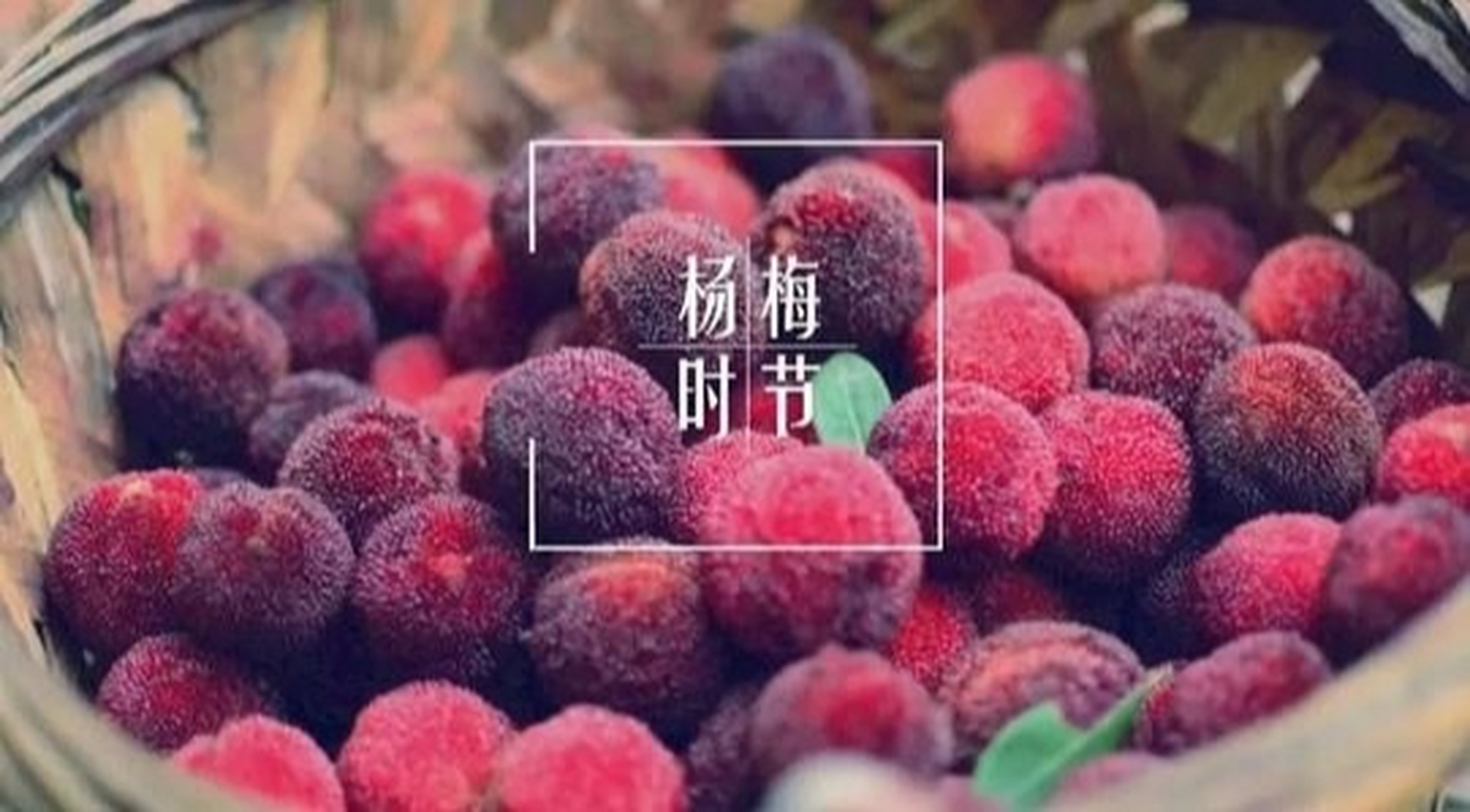 二都杨梅开采:昔日珍馐贡品如今垂手可得 又到杨梅上市季,等待整整