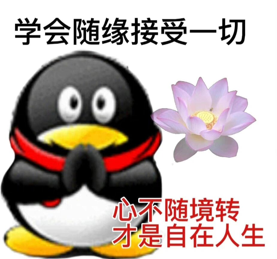 佛系企鹅,随缘接受一切