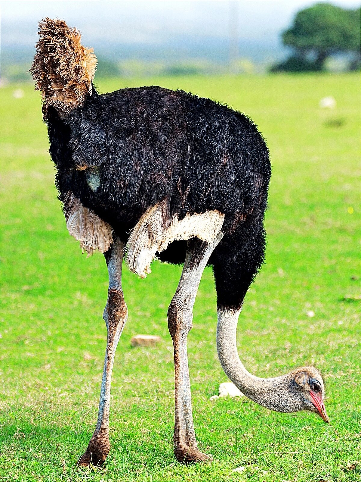 动物系列写生素材 | 大自然中的野生鸵鸟