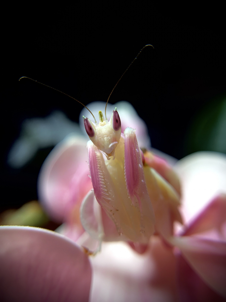 小花仙～ 一只末龄的马来西亚冕花螳,花朵的伪装让它更容易接近猎物