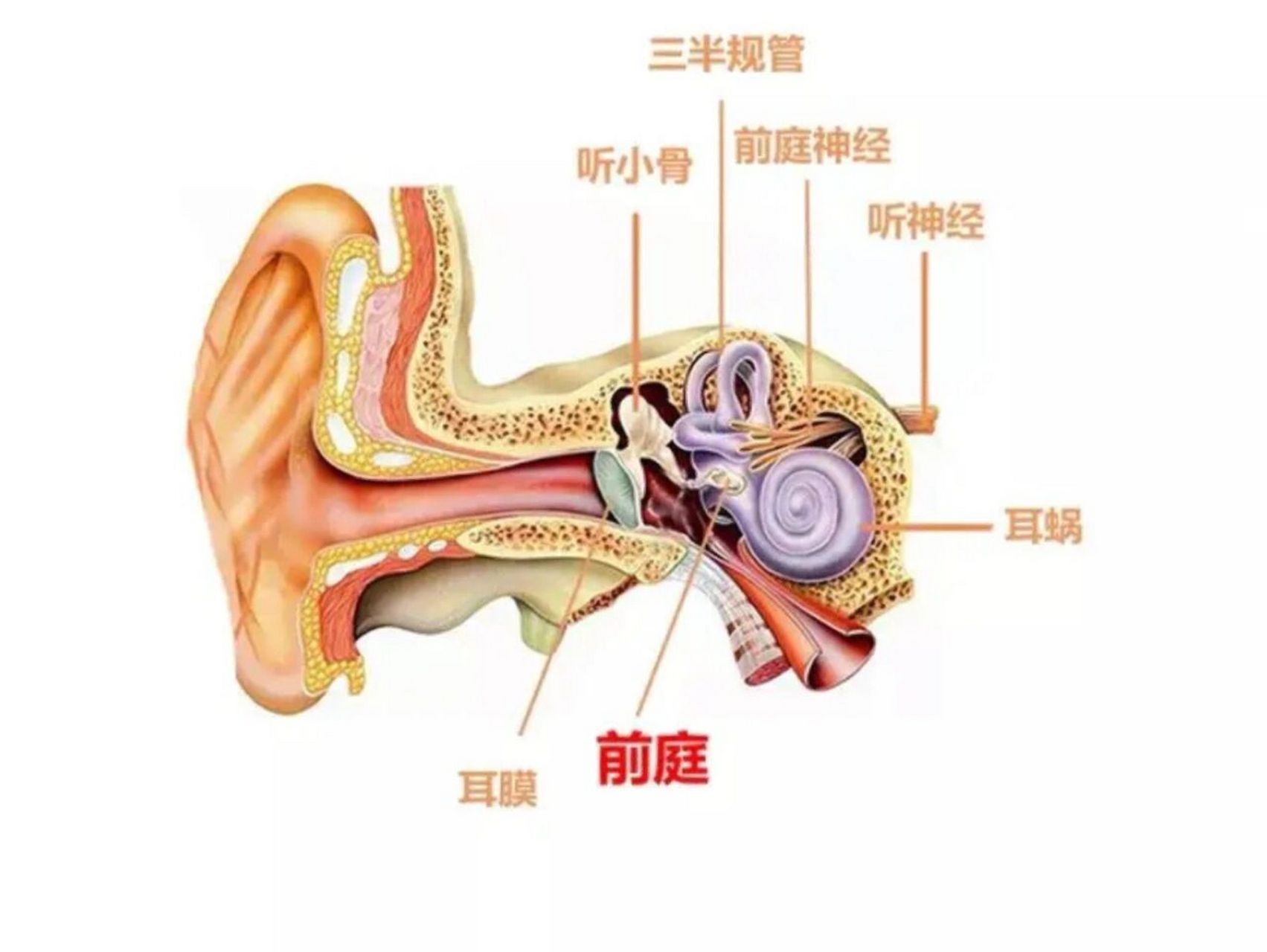 耳前窦道图片