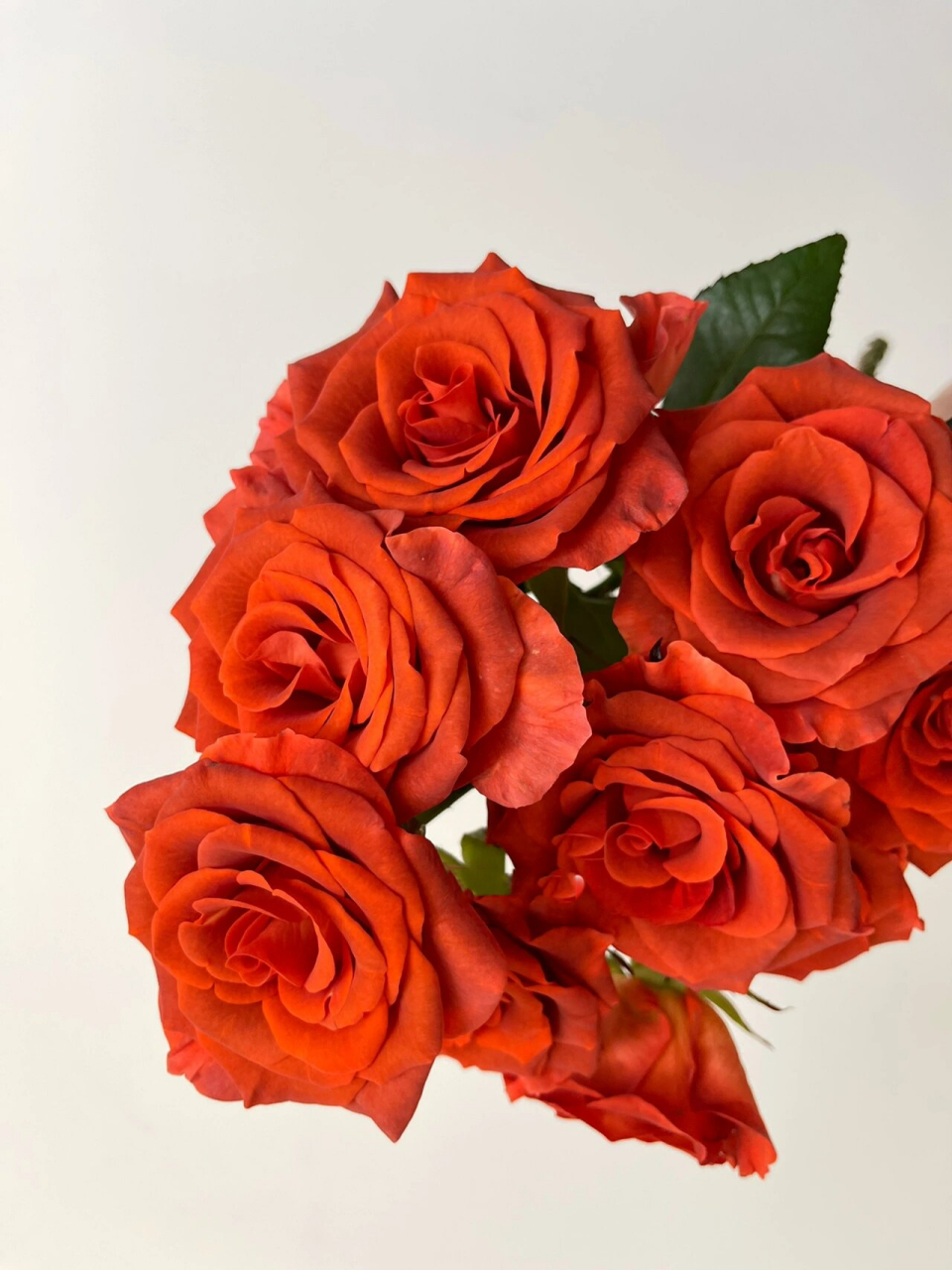 单头玫瑰 | 宏博阿玛雷托(杏仁酒) 去年的复古橘,今年正式命名了,是