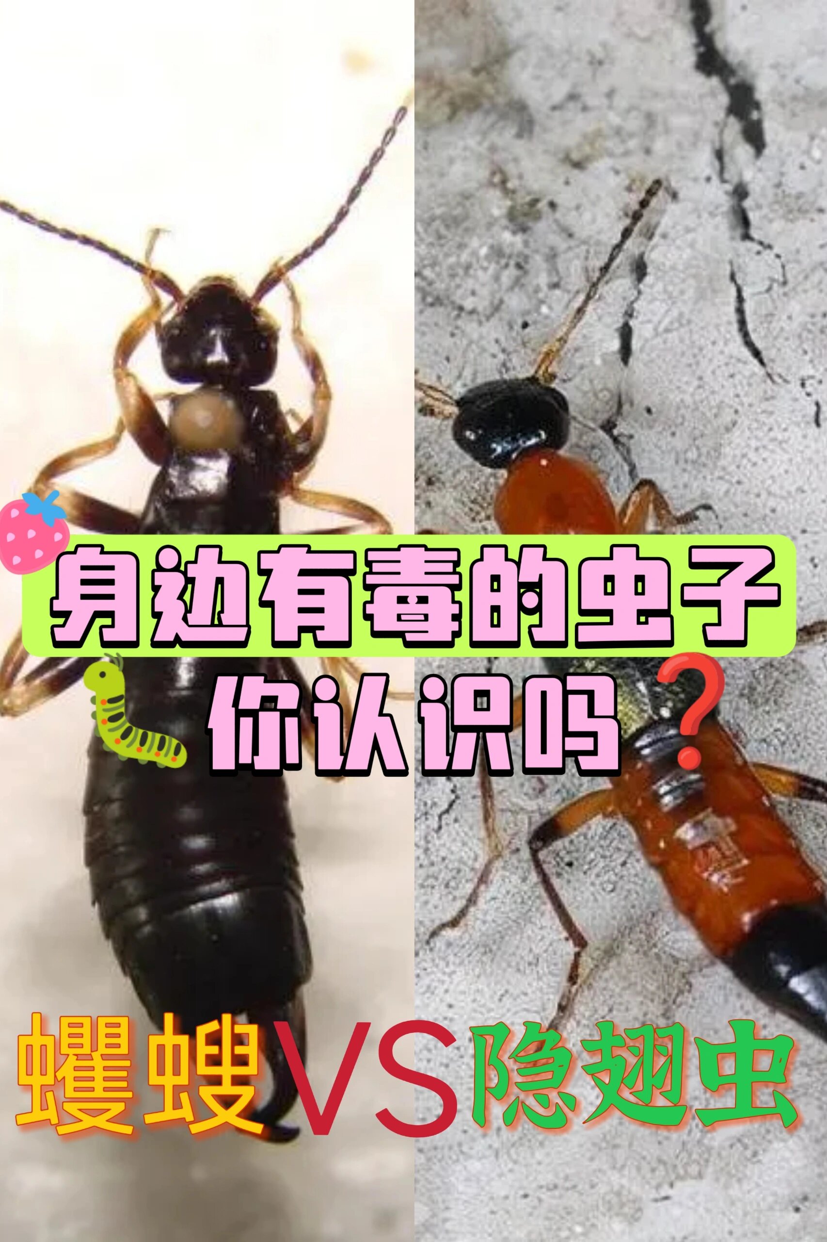 在你身边有毒的虫子你认识吗71