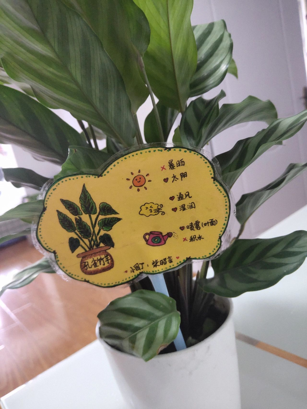 幼儿园绿植介绍卡