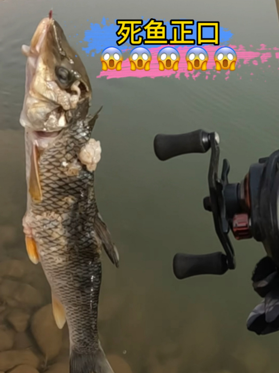 路亚死鱼正口0505 钓鱼人的最怕的事情0505