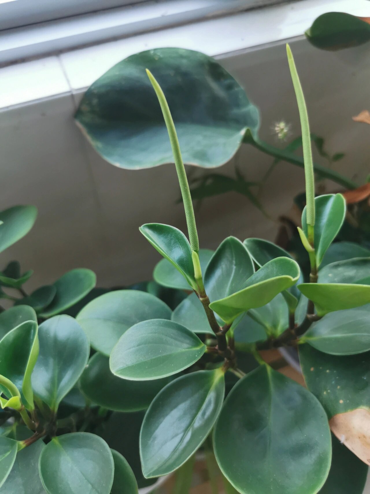 今日植物:豆瓣绿 胡椒科豆瓣绿属,又名碧玉.