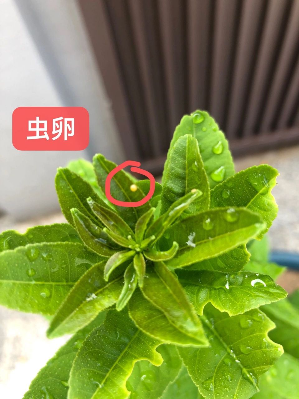 柠檬树上"可爱"的大青虫 小白养护秘籍 柠檬树在花园散养差不多半年了