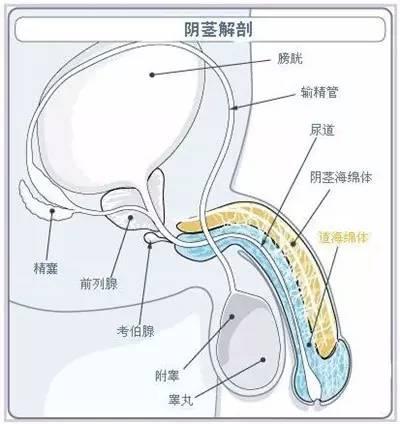 ①丁丁海绵体发育异常.丁丁左右两条海绵体不对称,勃起时丁丁就