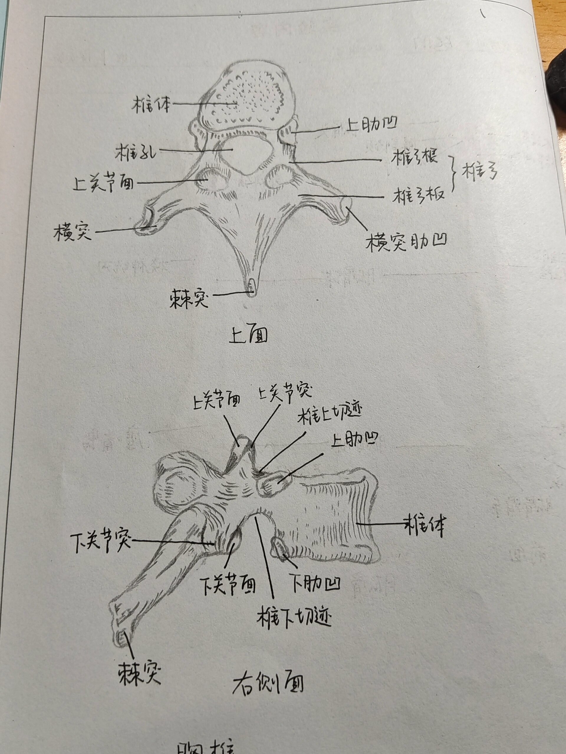 人体解剖学 肱骨与胸椎绘图