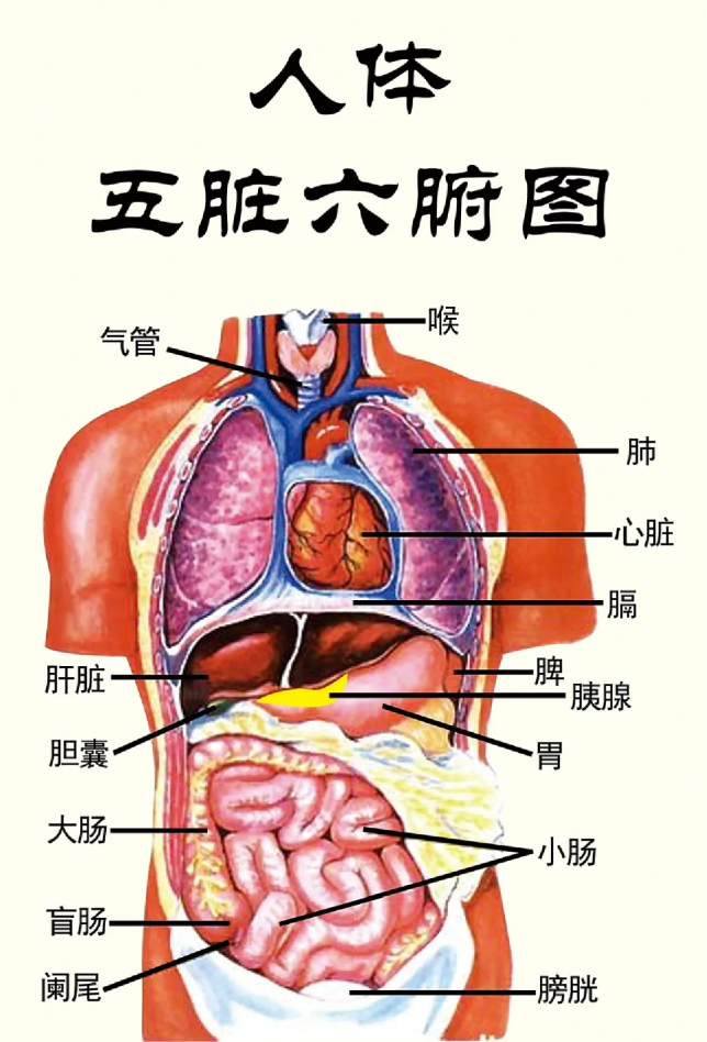 肝脏是人体代谢的重要器官
