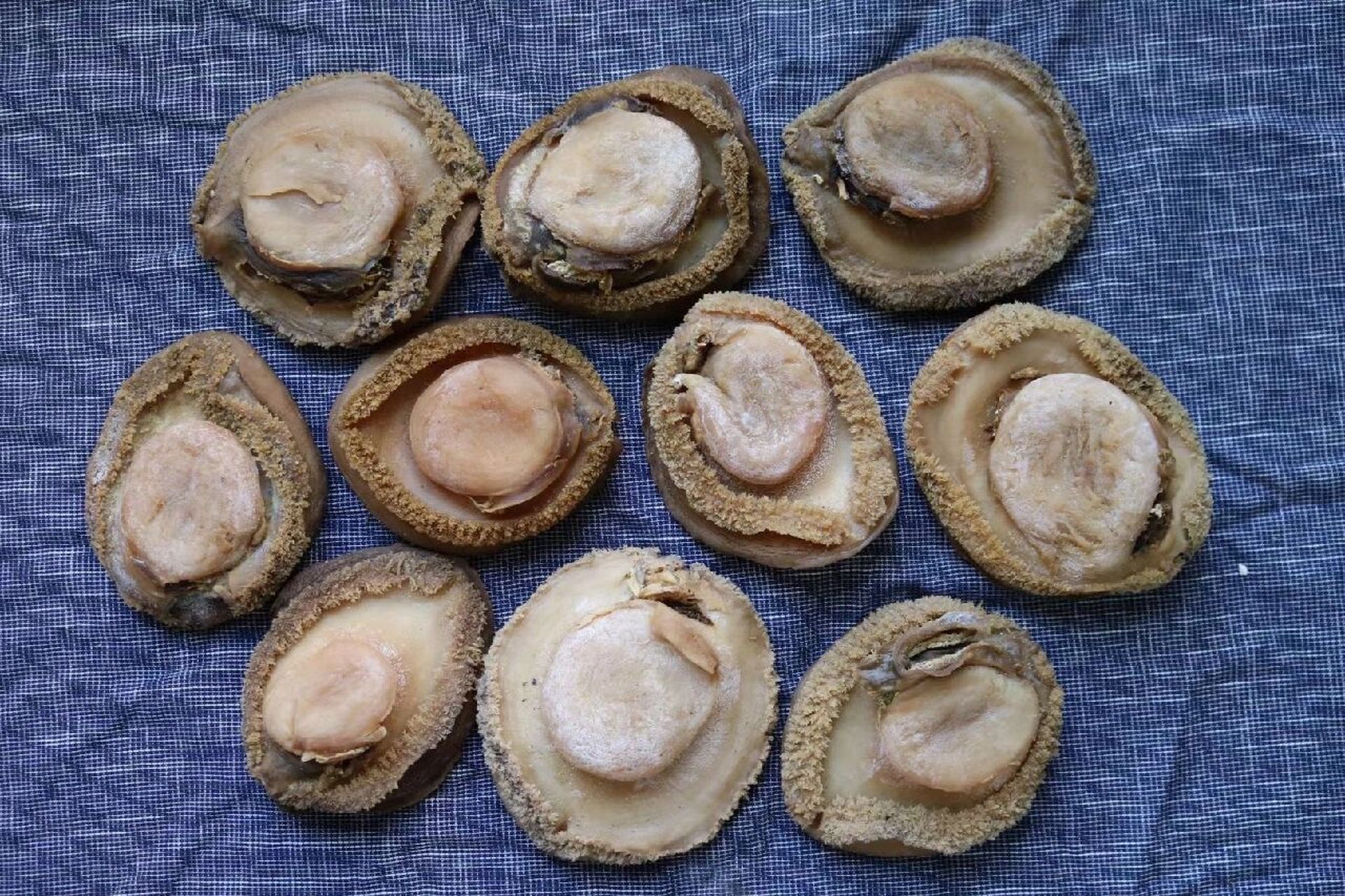 2头南非鲍鱼  所谓"千金难买双头鲍",一只双头鲍鱼价值极高.