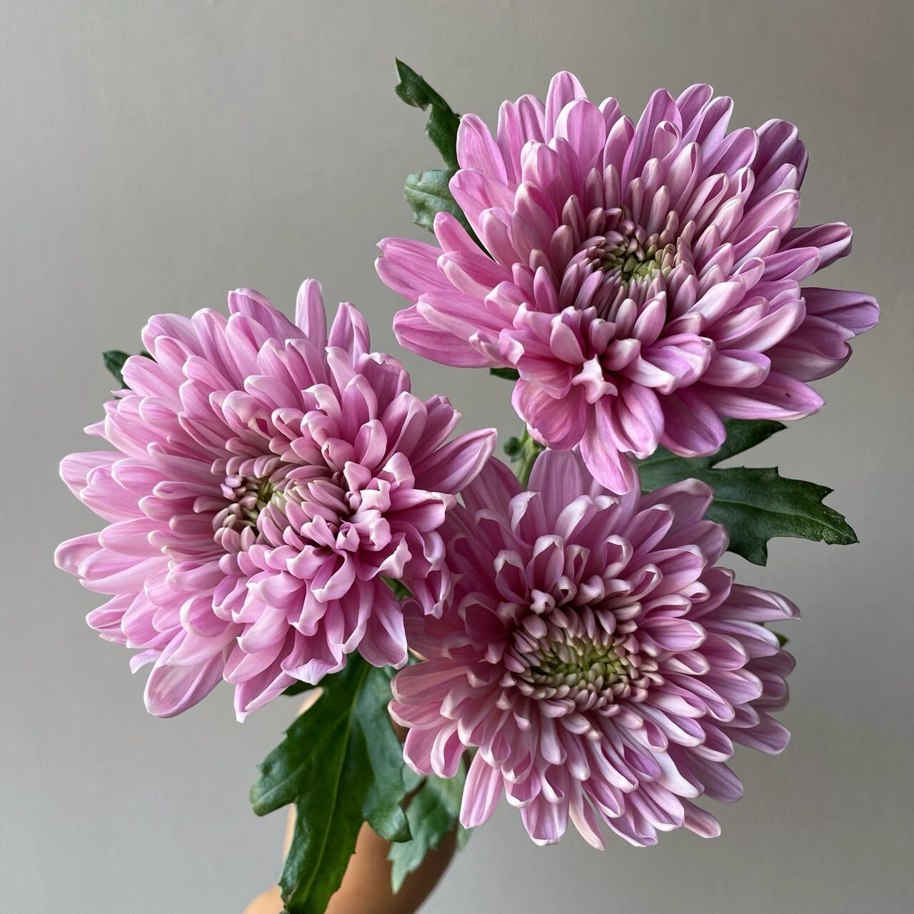 粉紫安娜菊94 学名:"罗斯安娜菊" 它属于粉紫复色的 属于大型菊花