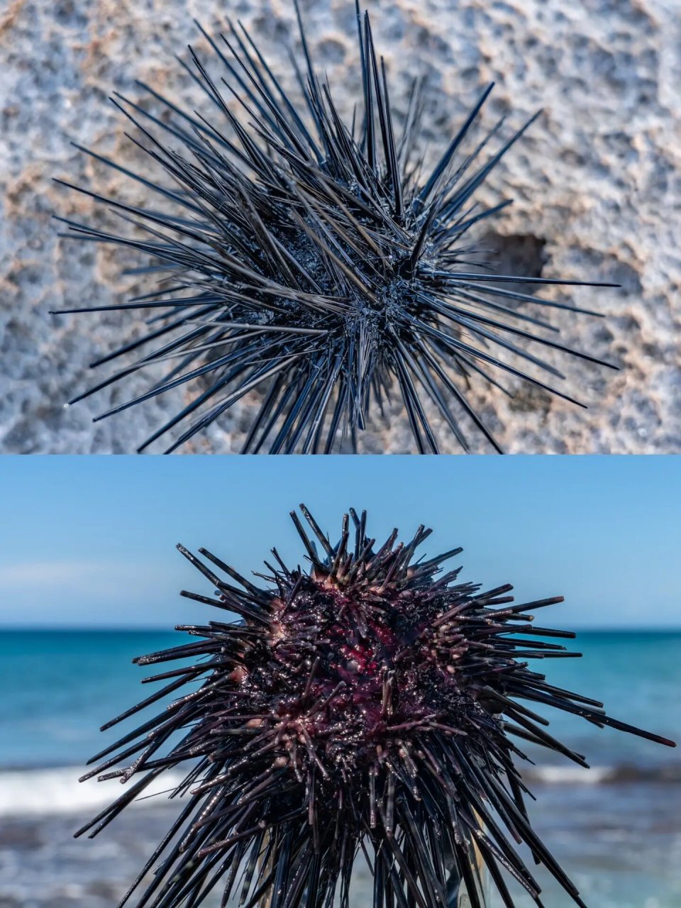 探索夏威夷的潮间带 冠刺棘海胆 可食 海胆纲冠海胆目冠海胆科刺棘