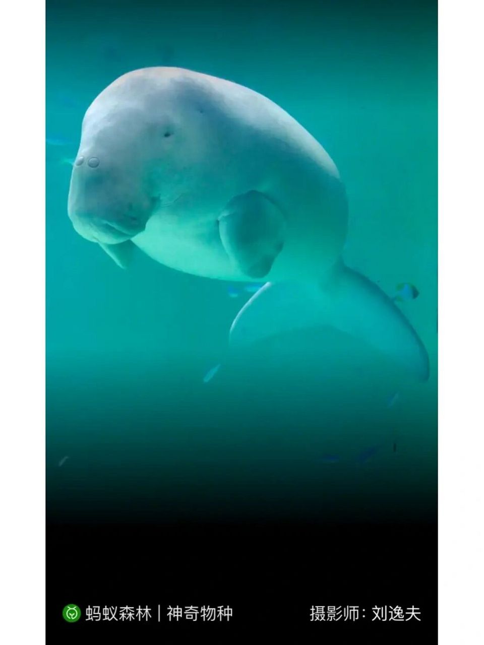 每日科普——儒艮 儒艮(学名:dugong dugon),是一种海洋草食性哺乳