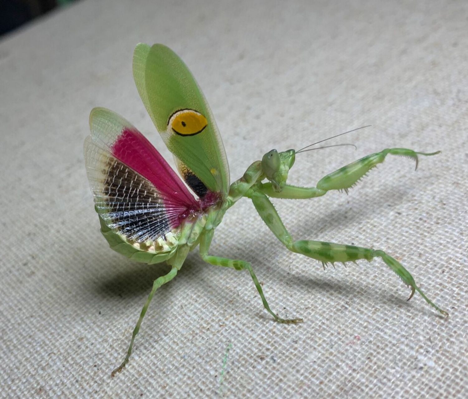 世界上最美的螳螂图片