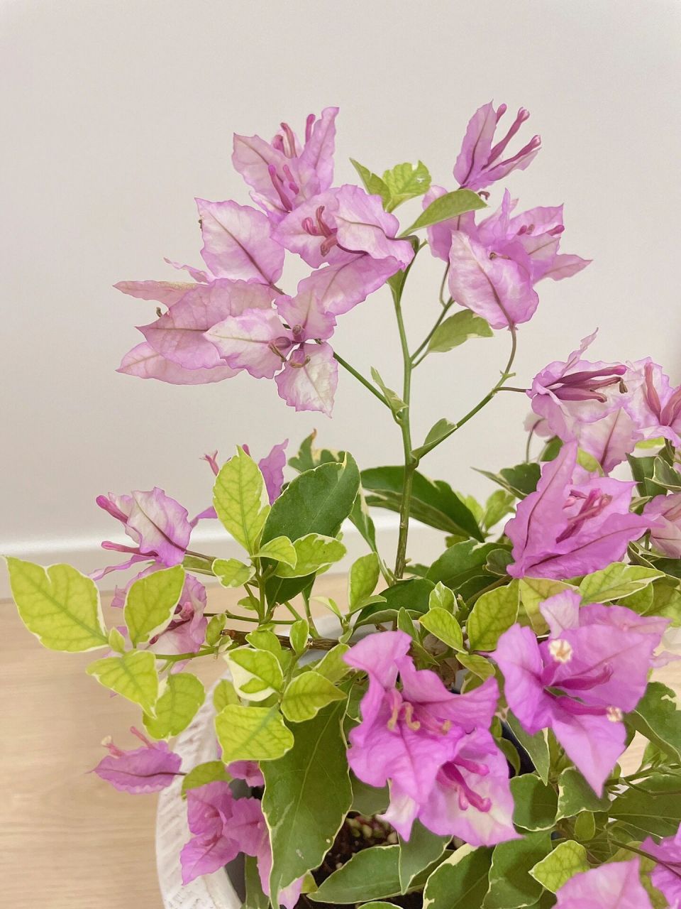 三角梅-冰淇淋 冰淇淋就是银边雪紫w我感觉比银边浅紫会好看很多 最近