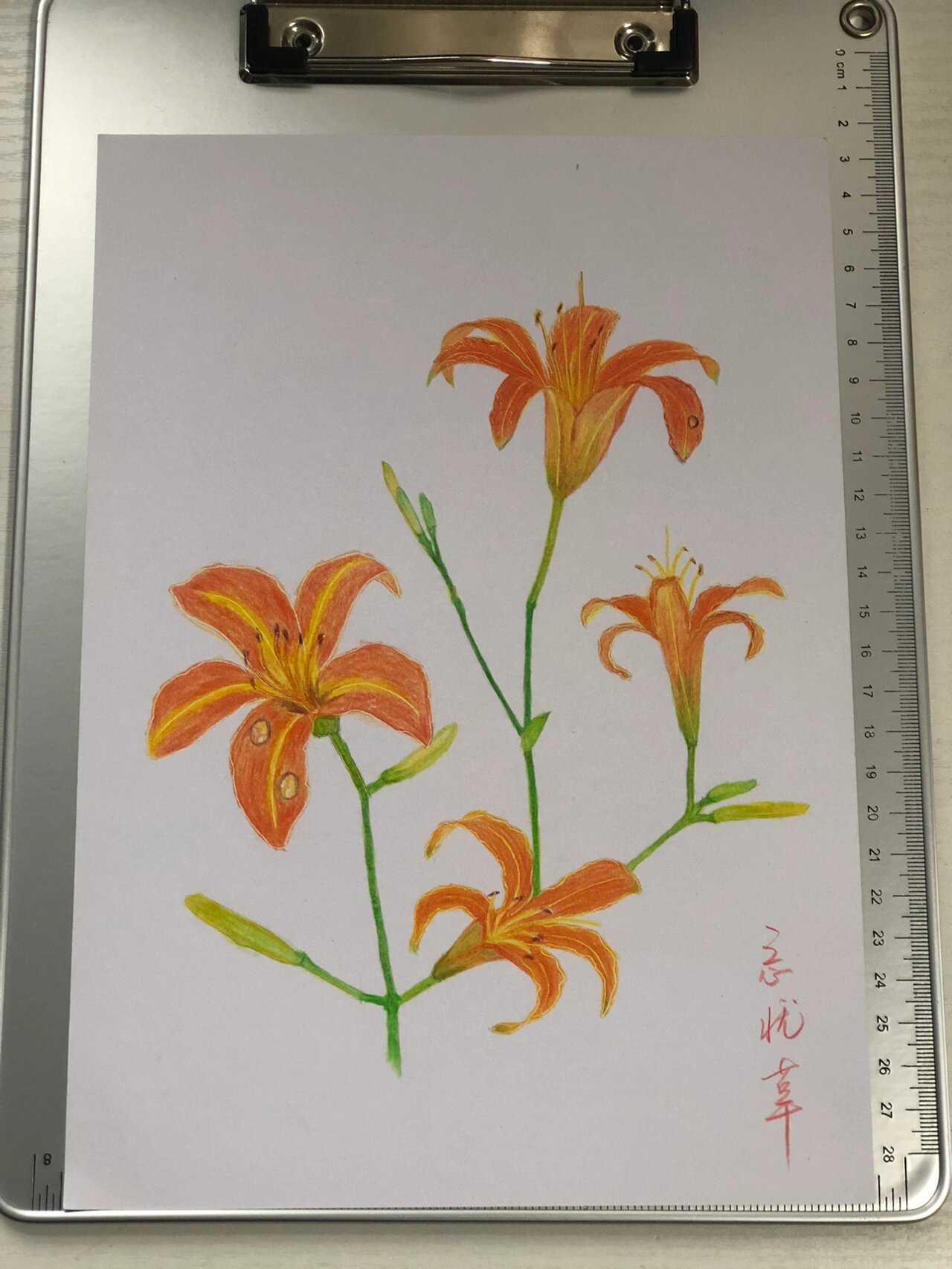 彩铅画-忘忧草 忘忧草又名金针菜,柠檬萱草,黄花菜.
