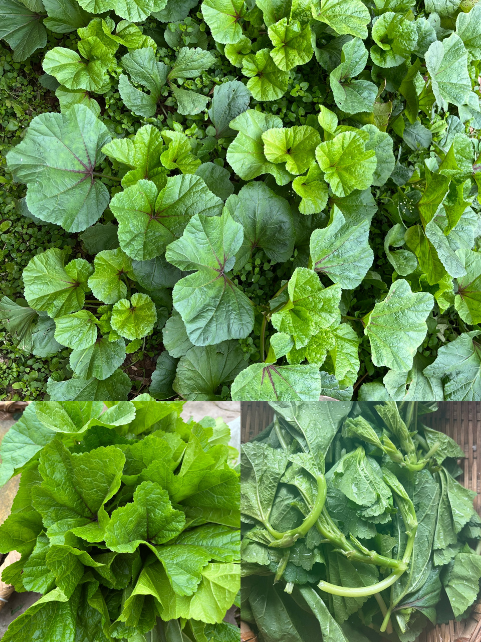 冬苋菜除了做汤熬粥还能怎么吃?