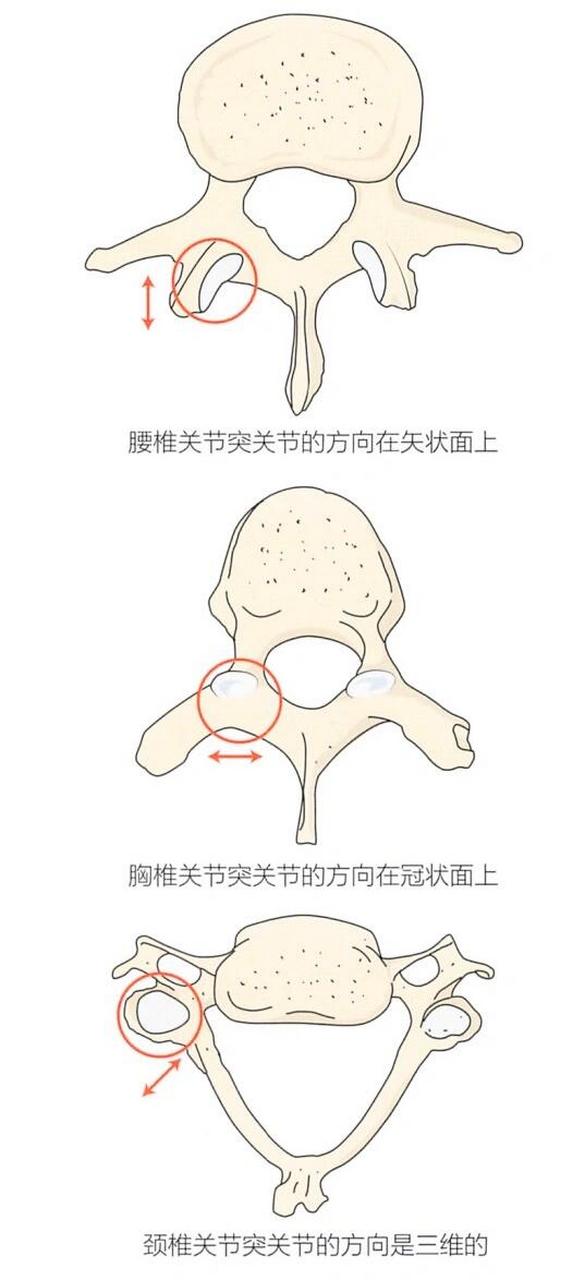 上下关节突图片