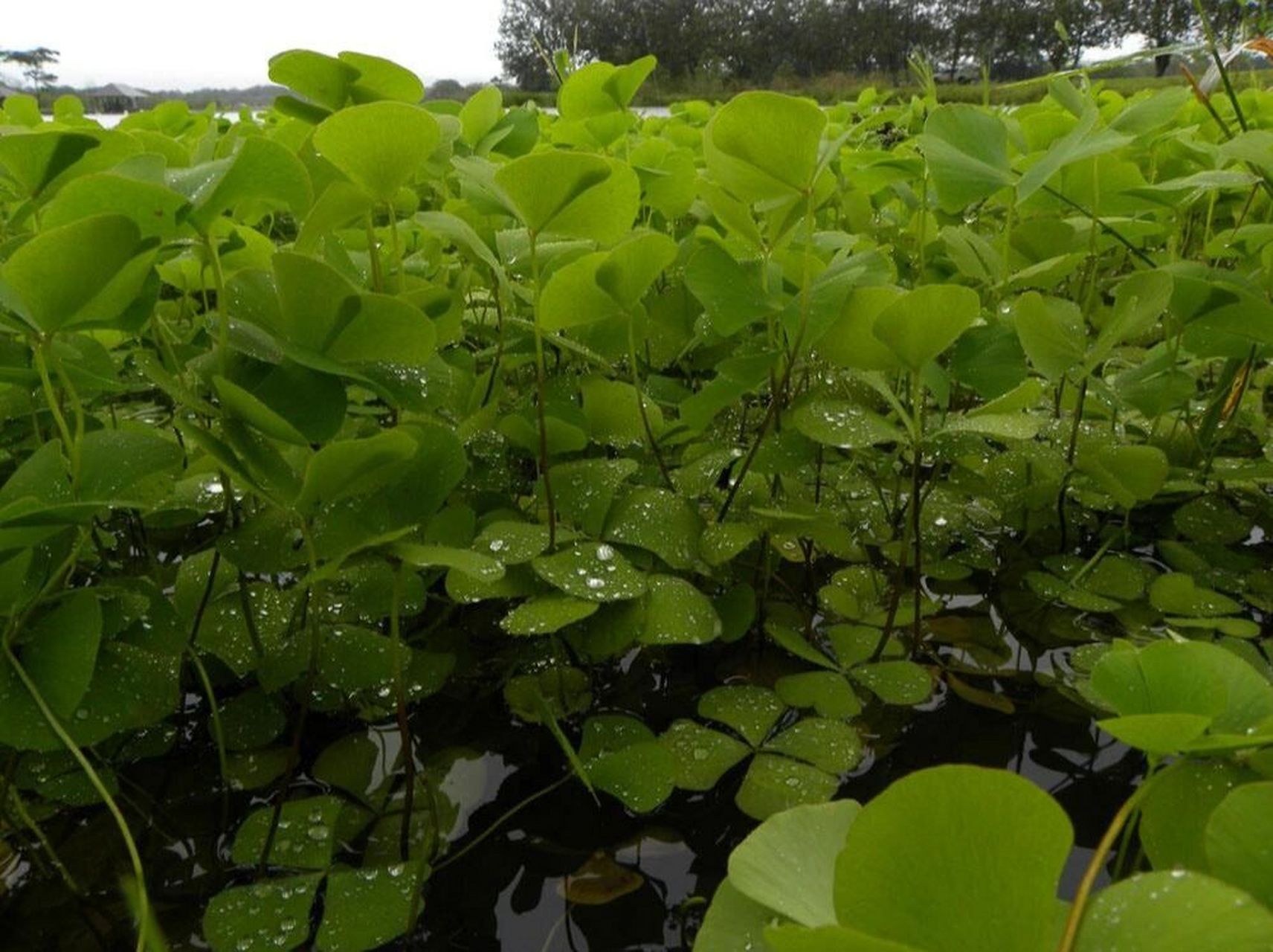 中國野菜圖譜,每天介紹三種野菜之蘋 蘋 別名:四葉菜田字草 學名