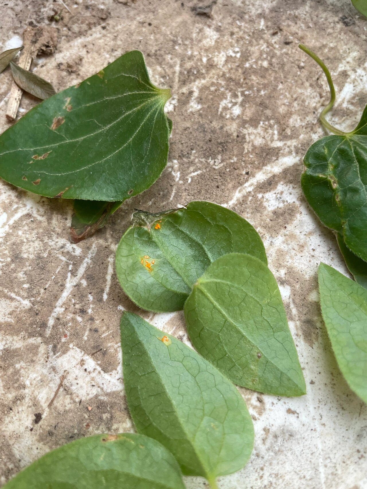 铁线莲叶子背面发现虫卵 想问下这是什么虫啊,一开始没注意,今天整理