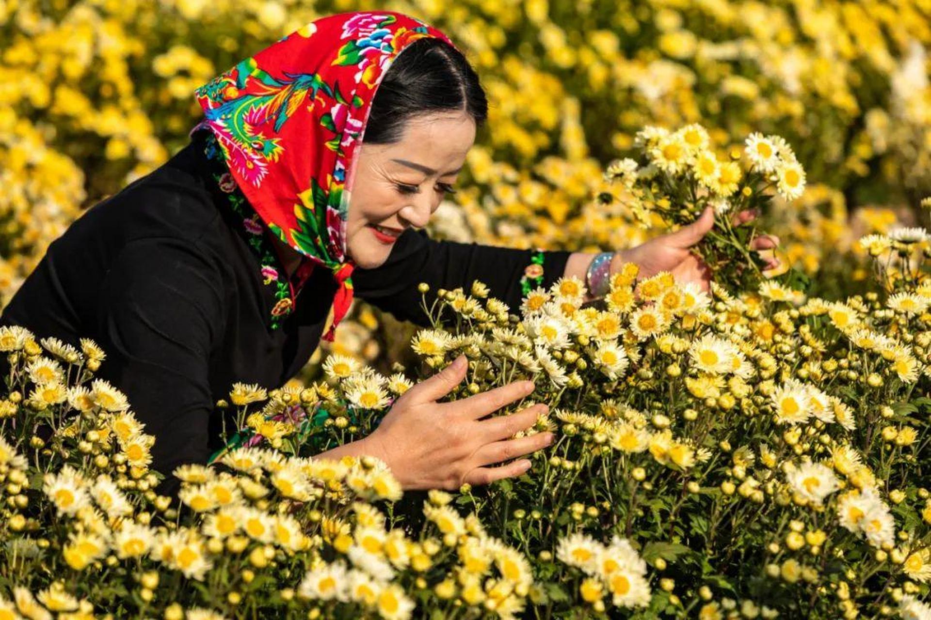 射阳爆料在头条看见彼此为全面提升盐城市射阳养马菊花节的知名度和