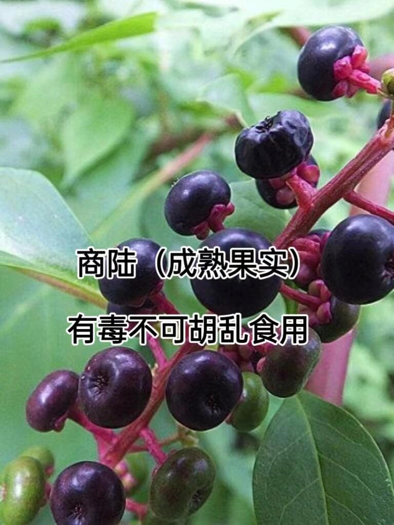 商陆的功效与作用用法图片